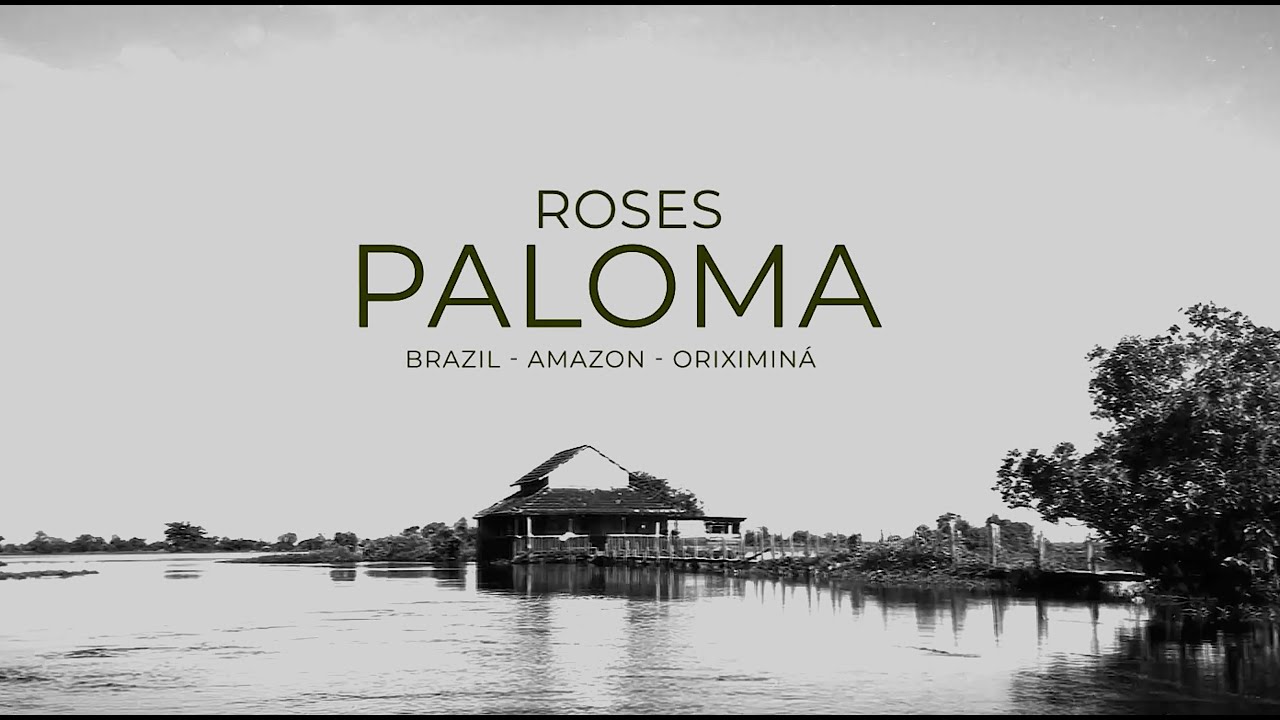 PALOMA -  Roses - Official Music Video