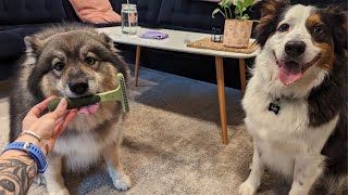 Brushing my Husky/Keeshond and Aussie