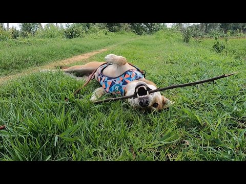 Chasing skies - A road trip with my furries.