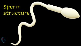 Human sperm structure