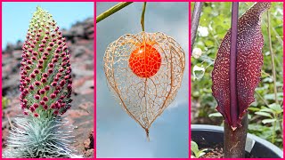 PLANTAS con una FORMA MUY EXTRAÑA Y CURIOSA