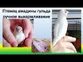 Брошенный птенец амадины гульда. Часть 3. Lady gouldian finch hand feeding