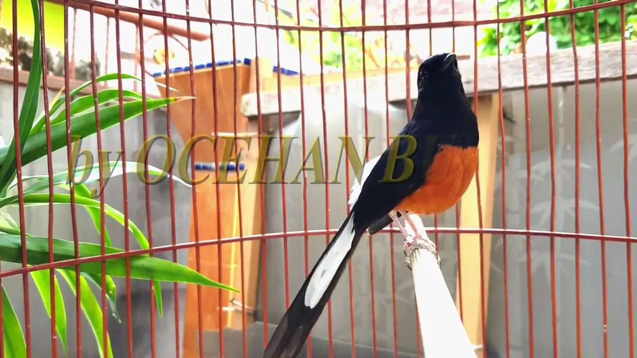 Ocehan Burung Unik 