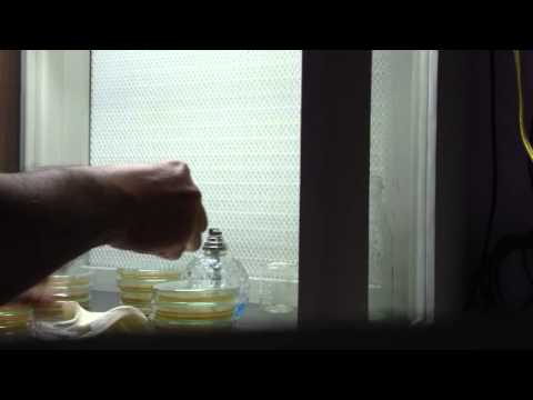 Belajar Membuat Bibit f0 Jamur Tiram 