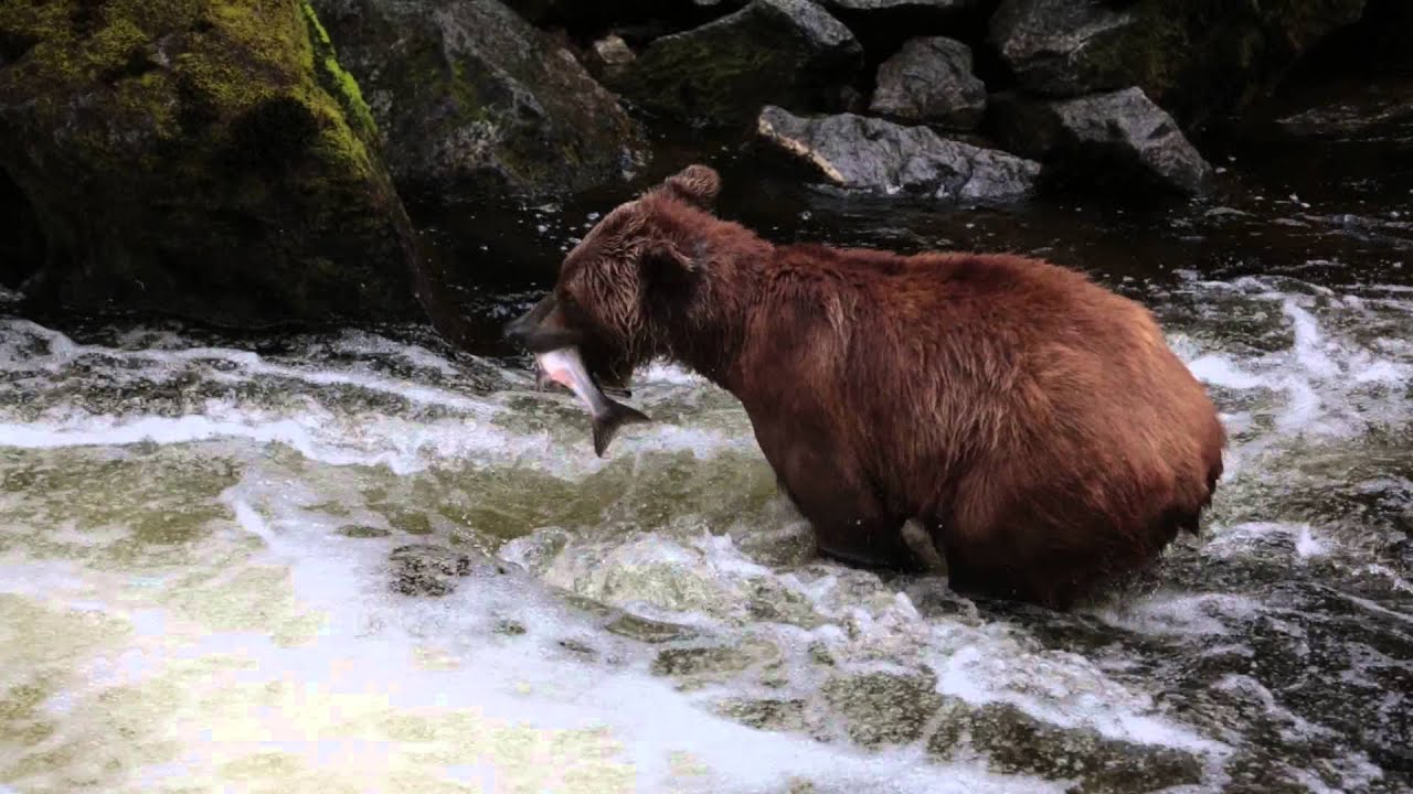 Brown Bear with Cubs catching salmon Anan Creek Alaska 2013 - YouTube