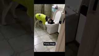 Try Not to Laugh: Funny Dogs 🐶🤣 #dog #dogshorts #dogs #funnydogs #trending #shorts