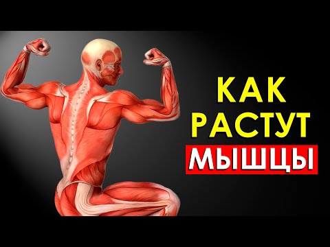 Видео: Как Растут Мышцы После Тренировки (Научно Обоснованно)