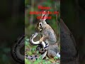 snake struggling with rabbit part 1 #housemusic #butifyoucloseyoureyes #cat #funny #memecore