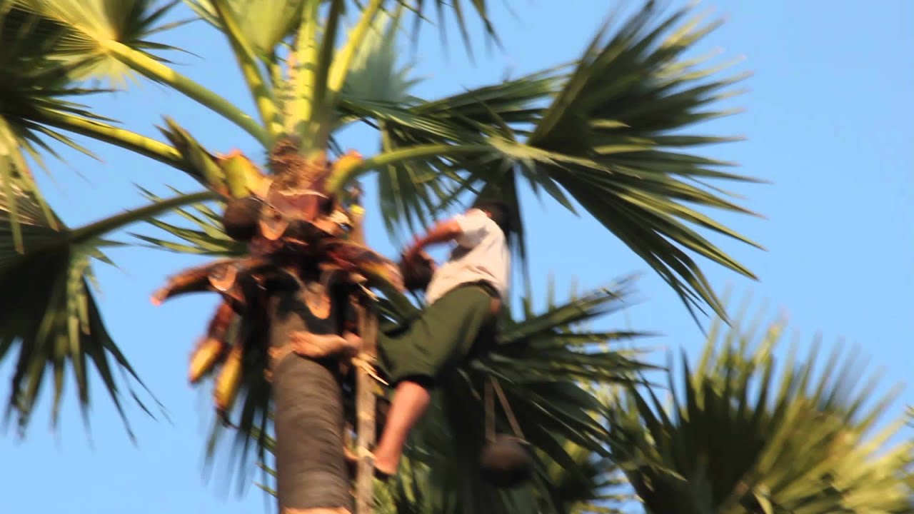 the-farmer-getting-juice-from-the-palm-tree-myanmar-near-bagan-youtube