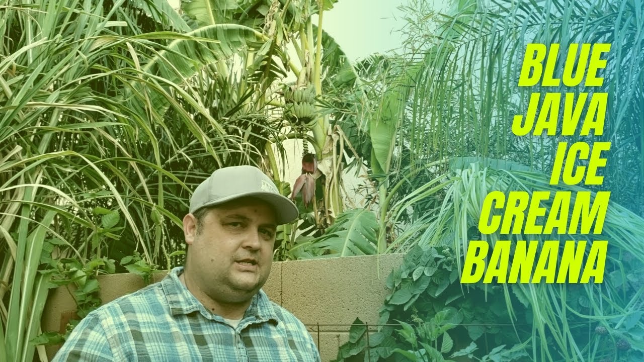 Growing Ice Cream Banana in Arizona (Blue Java) - YouTube