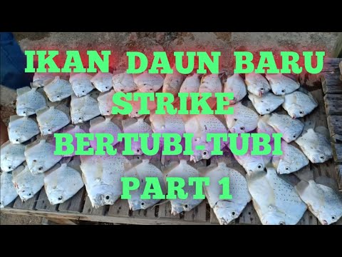 Video: Penyeberangan Haiwan: Spoilercast Daun Baru