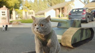 : Aaron's Animals NEW VIDEO COMPILATION 2017 || FunnyVines