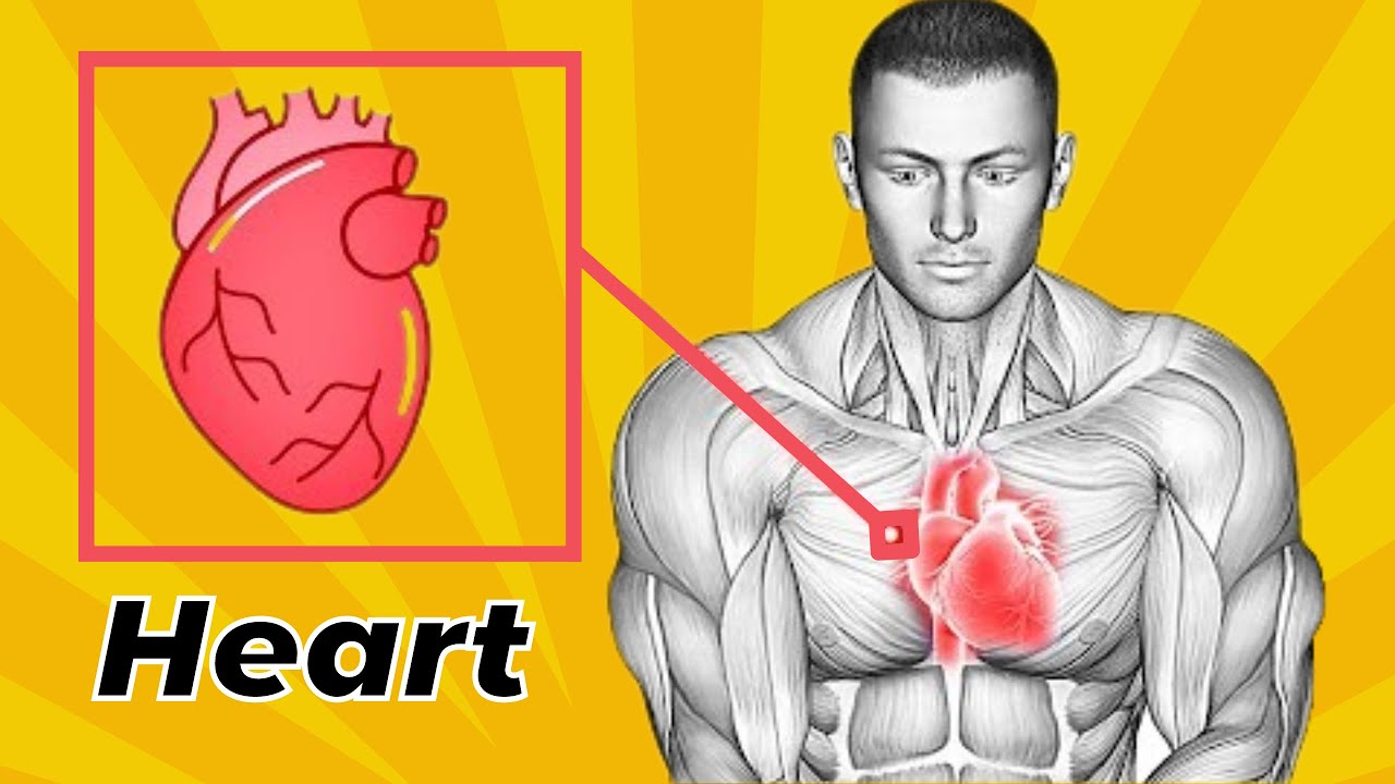 Do This Daily Exercises To Less Risk Of Heart Disease - YouTube