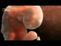 دقائق مذهلة لمراحل تكوّن الجنين خلال أشهر الحمل | نات جيو وايلد العربية