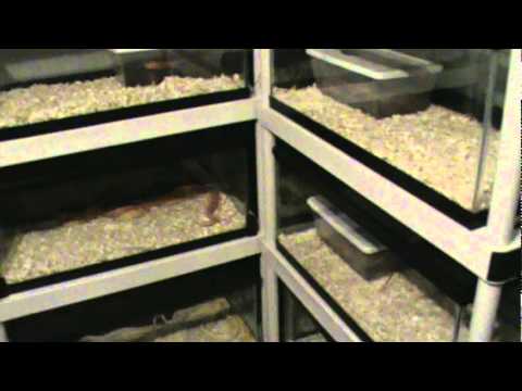 snake oil Corn snake room/breeding