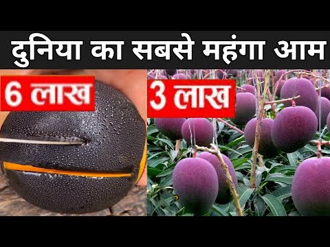 लाखो रुपए का बिकने वाला आम | World's Most Expensive