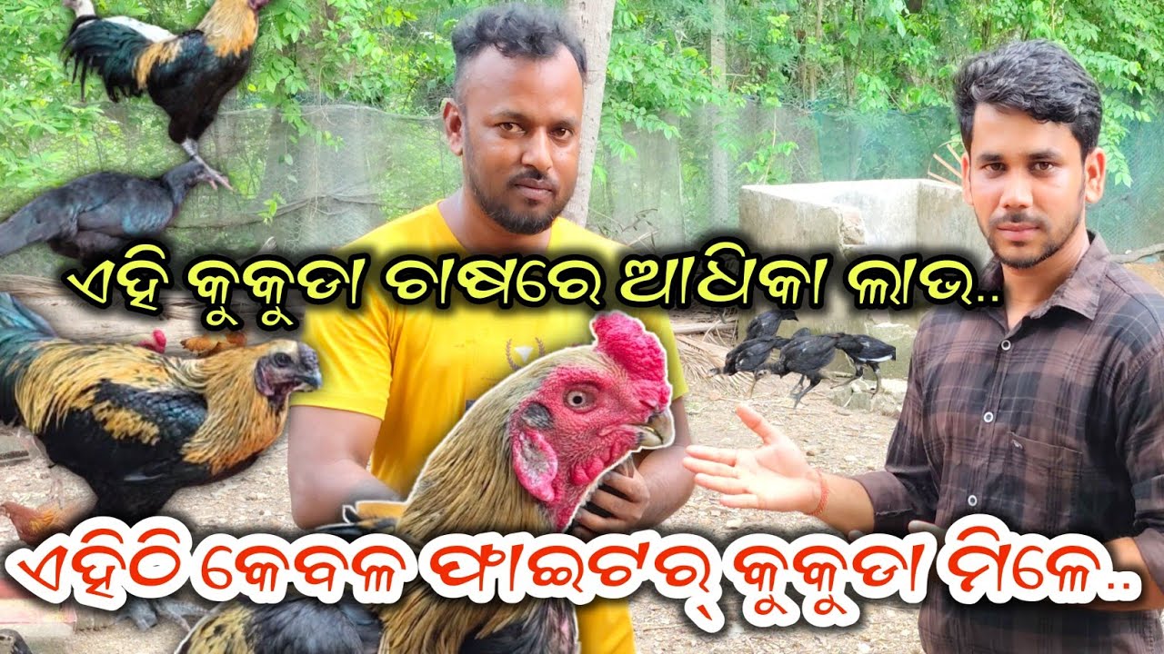 ଏହି କୁକୁଡା ଚାଷରେ ଆଧିକା ଲାଭ//ଏହିଠି କେବଳ ଫାଇଟର୍ କୁକୁଡା ମିଳେ #familygoatfarming #hensfarming #hens