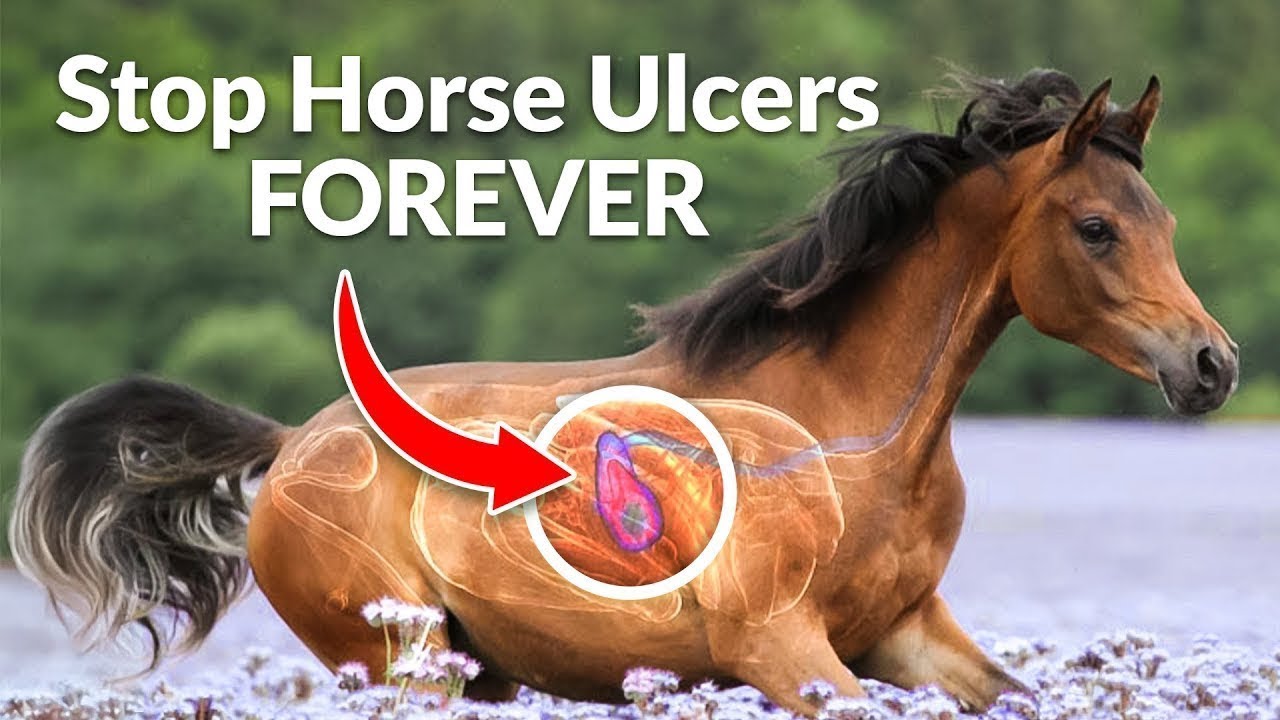 How to Cure Horse Ulcers Permanently (Causes, Cure & Prevention)