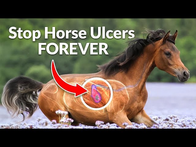 Gastric Ulcers in Horses Symptoms: Key Signs Every Owner Must Know