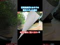 最北端の絶景!石垣島の観光スポット #石垣島 #沖縄旅行