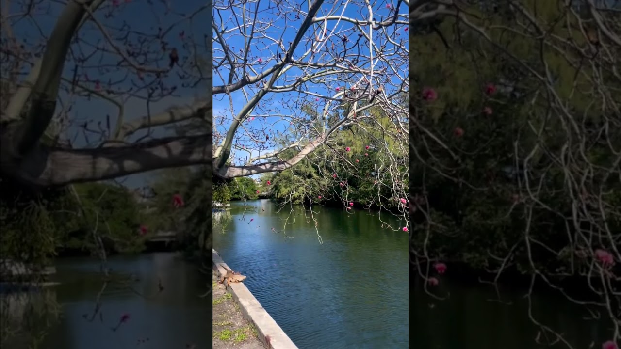 Nature's beauty on display 🎦🌳📍Miami, FL