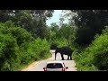 reaction of an Elephant when he hears vehicles come #wildelephant #attack