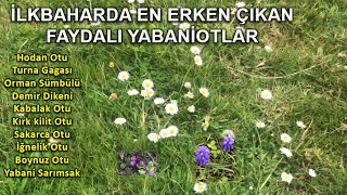 İlkbaharda En Erken Çıkan 12 Farklı Tür Ve Çeşit Faydalı Şifalı Yabani Ot