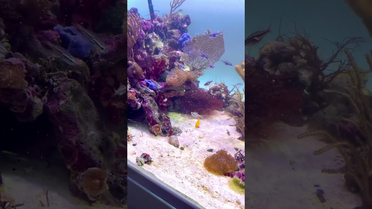 Plankton bloom in Paul’s Reef Tank !🪸 