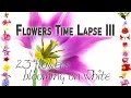 Flowers timelapse iii