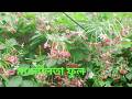 🌸 Madhabilata Flower Part 2 Beautiful Blooming Vine Complete Care & Gardening Tips 🌿