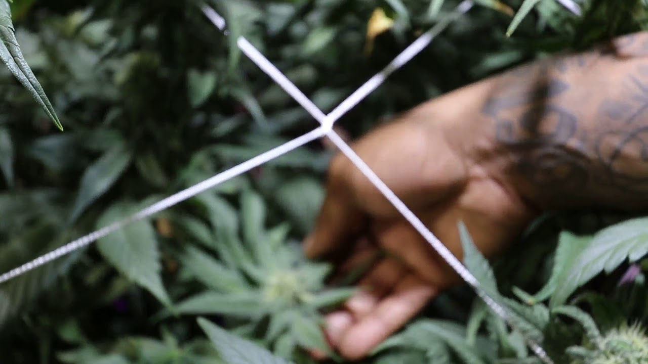 Frosty Cannabis Buds With Ursa Grow Lights