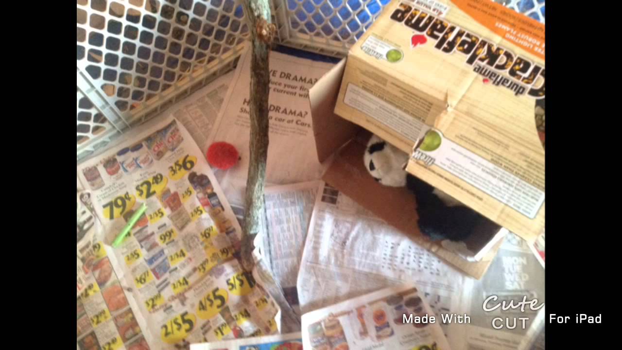 Daisy UPDATED Pen Pics + A Little Announcement!