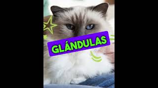 Los 4 Mejores Puntos Para Acariciar A Tu Gato