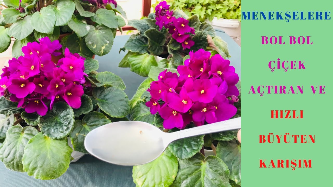 Все советы, которые заставляют цвести фиалки / Смесь фиалковых цветов / Уход за фиалками /