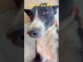 Wait for end 😂😂 #funny #comedy #dog #shorts #shortvideo