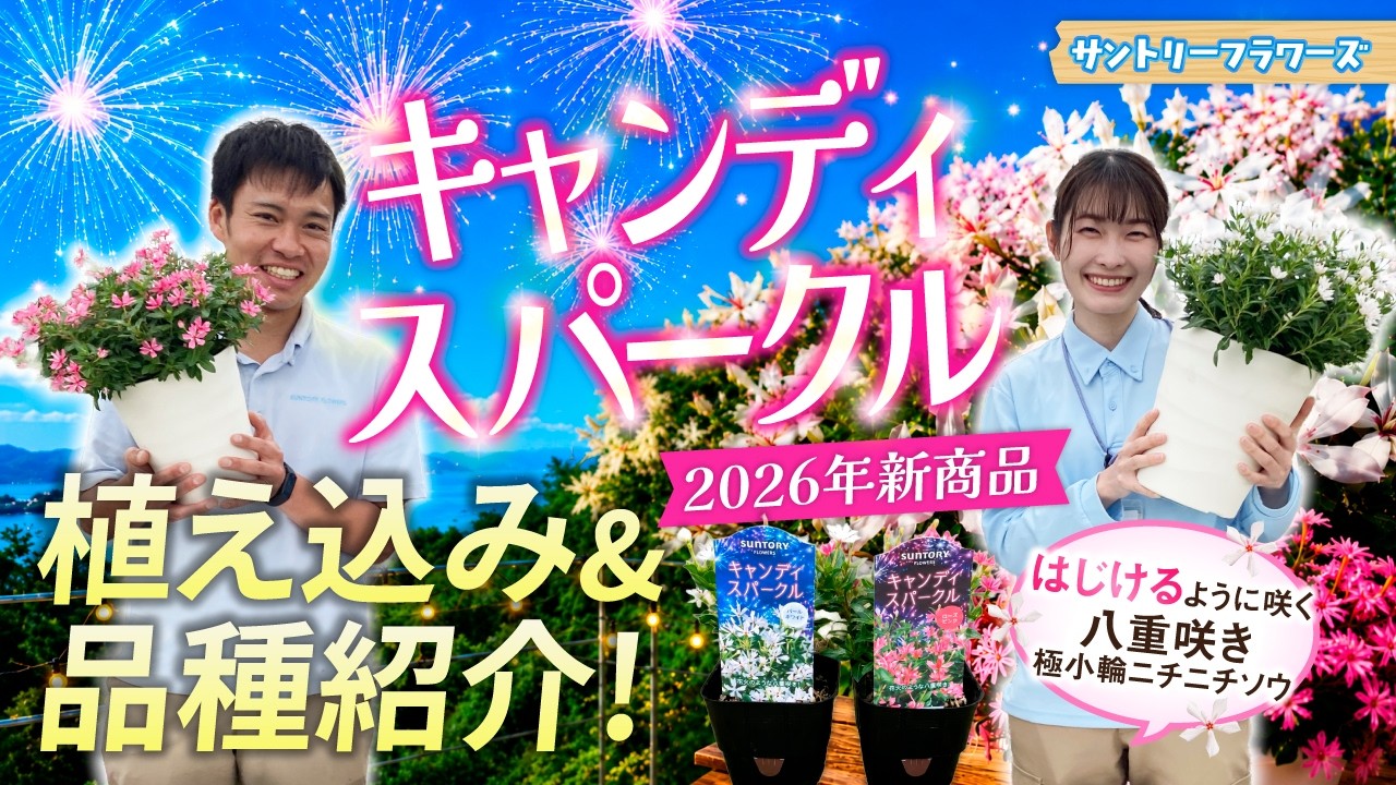 【新商品】キャンディスパークルの品種紹介＆育て方【サントリーフラワーズ】