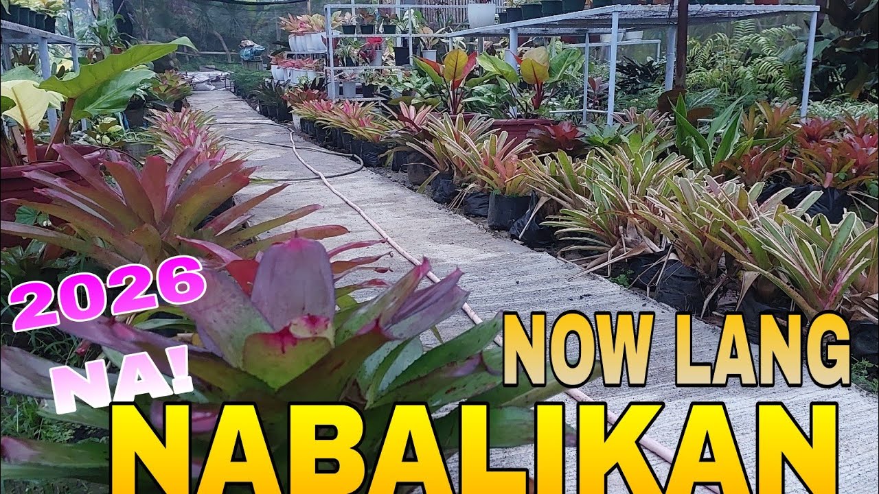 BALIK NA TAYO SA ATING GARDEN  2026 