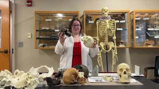 Human Evolution and Misconceptions About the Paleodiet