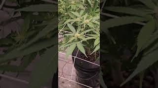 Week 4 Flowering  Muscle Dummy/Lemon Space Cake Mr Green Jeans Genetic