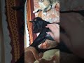 Monica the dog is sleeping.    собачка Моника спит