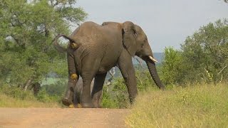SOUTH AFRICA elephant's relief (pipi and caca), Kruger nat. park (hdvideo)