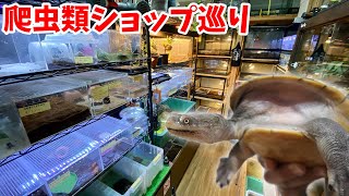 埼玉県の亀がたくさんいる爬虫類ショップが最高に楽しかった