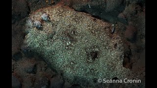 Largetooth Flounder - Pseudorhombus Arsius