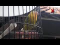 LOVEBIRD BETINA SUARA KASAR MINOR (KK 80 JROJOSS)