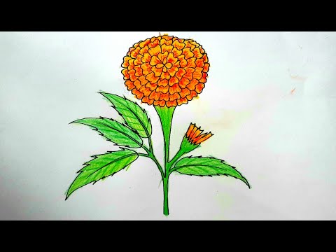 Marigold Flower Drawing Step By Step গ দ ফ ল আ ক Marigold Flower Drawing Youtube