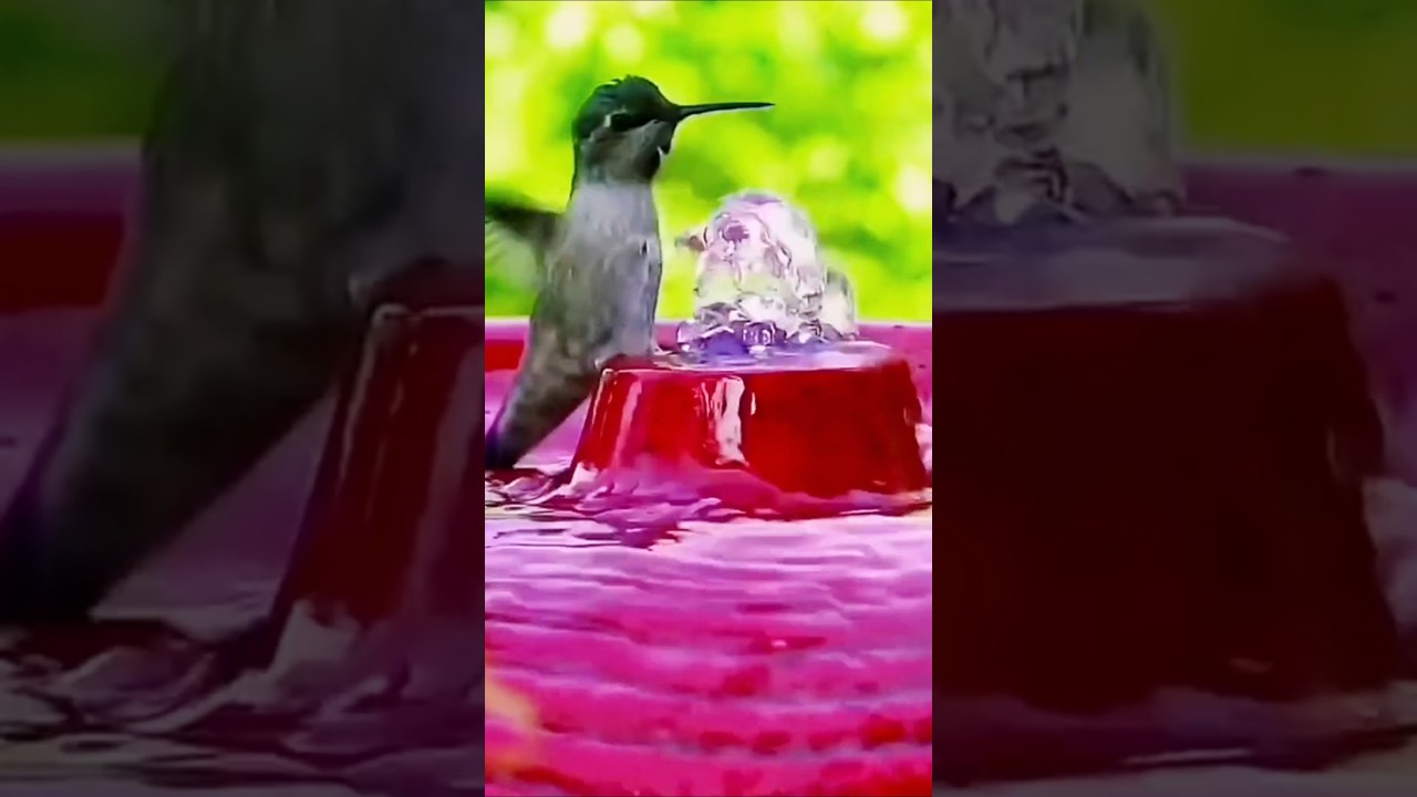 Hummingbird vs. Eagle Which Bird Has the FASTEST Wingbeat 