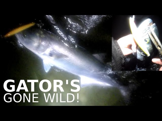 WILD Night Fishing for Bluefish - GATOR'S GONE WILD - Daiwa SP