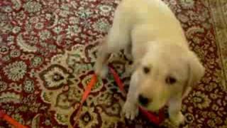 Lab Puppy Tricks (almost 8 weeks old)