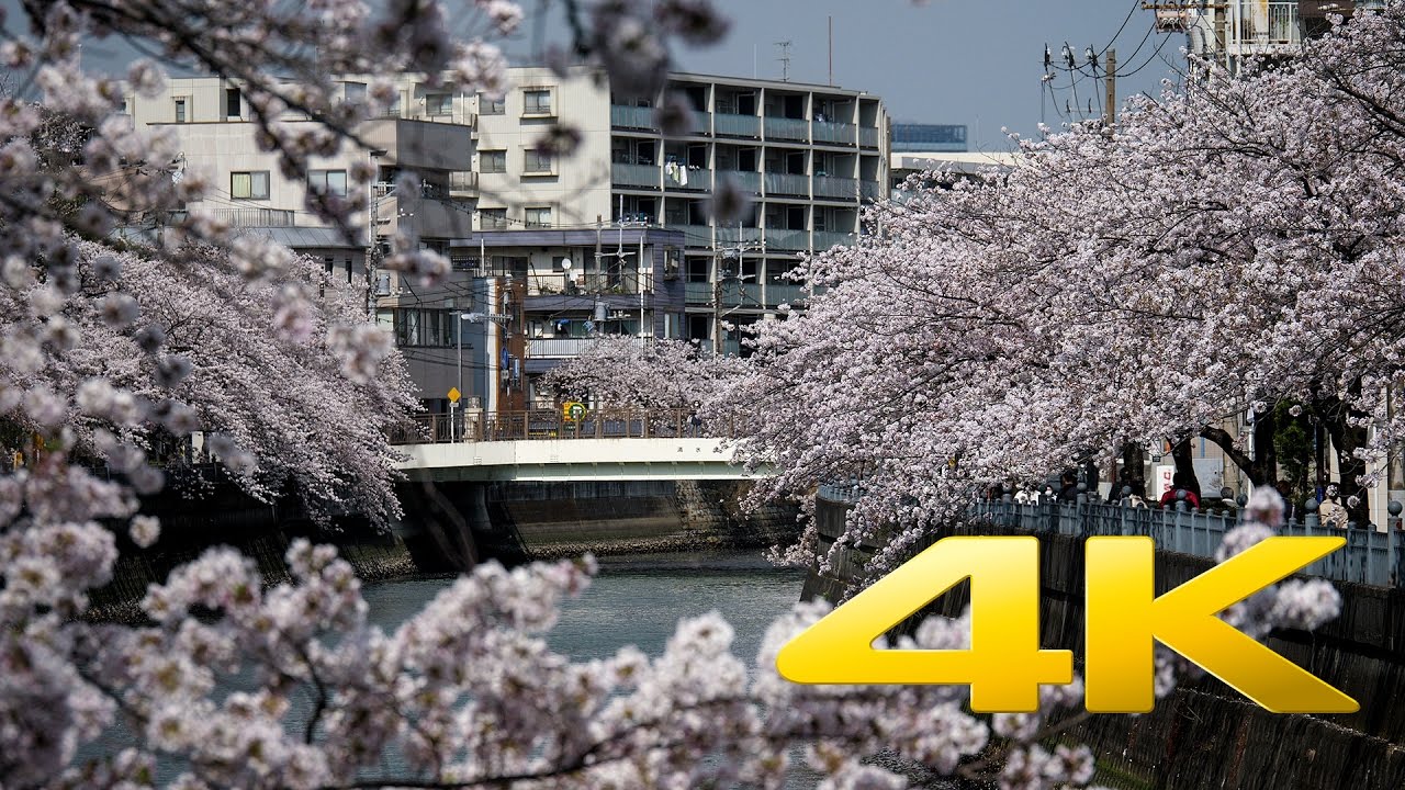 ⁣Ooka River Cherry Blossoms - Yokohama - 大岡川 - 4K Ultra HD