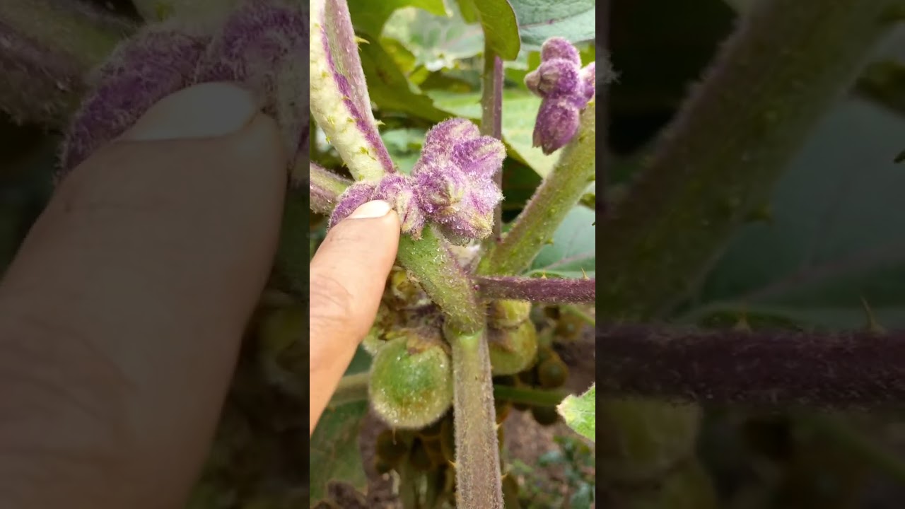 Plagas y enfermedades del cultivo de lulo